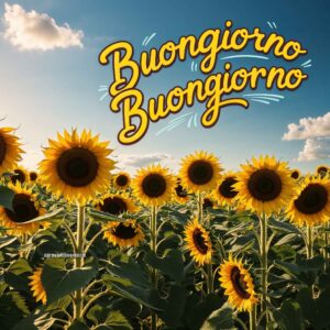 Un grande campo di girasoli sotto un cielo azzurro con qualche nuvola. Il testo recita: &quot;Buongiorno, buongiorno.&quot;